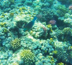 Schnorcheln Makadi Bay