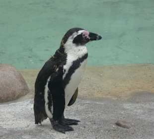 Pinguine
