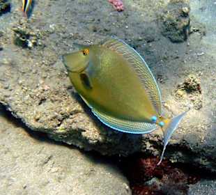 Blauklingenmnasendoktor