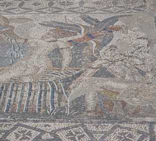 Mosaiken Volubilis