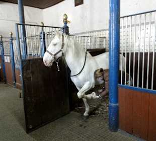 Versorgung der Pferde