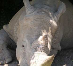 Nashorn direkt neben unserem Auto