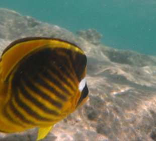 schöne Unterwasserwelt