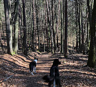 Wandern Dammbach