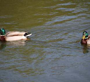Enten im Hohnhorstpark