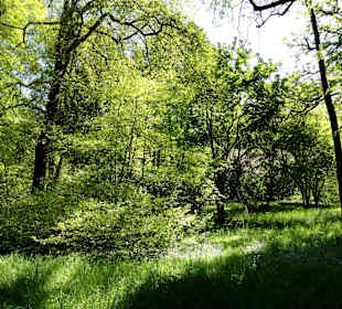 Spaziergang durch den Forstbotanischen Garten