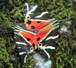 Schmetterlinge bei der Paarung