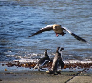 Attacke aus der Luft