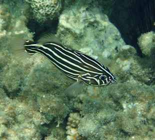 Schön gestreifter Fisch