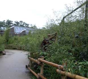 Regenwaldhaus