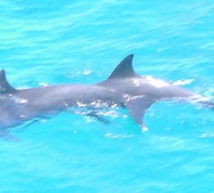 Schnorcheln bei den Delphinen