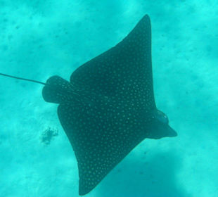 Adlerrochen Jungtier