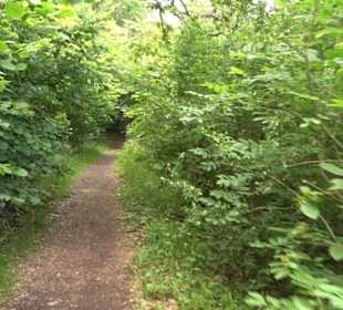 Wanderweg - Alter Steinbruch Pfaffenberg Runde