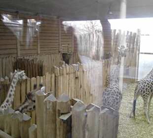 Im Giraffenhaus gibt es bald Nachwuchs