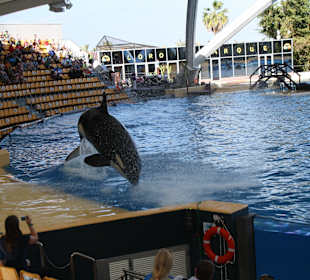 Orca Show