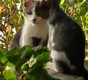 Süß und nicht aufdringlich