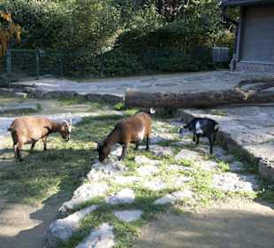 Thüringer Zoopark Erfurt 
