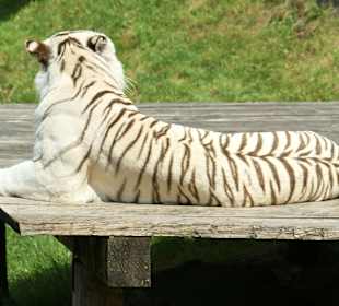 Kameltheater & Weißer Hof