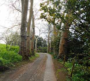 Palheiro Gardens