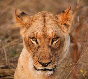 Löwen Face