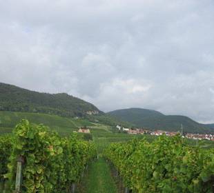 Kulinarische Weinbergswanderung