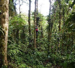 Wanderung durch den Nebelwald/Regenwald