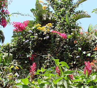 Blumenpracht im Park