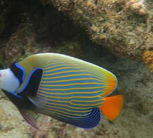 Schöner Fisch