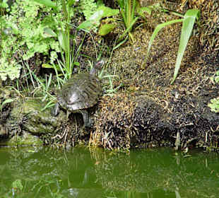 Loro Park - Tiere - Schieldkrötte