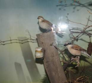 Vogel-und Jagdtierkunde