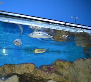 Aquarium/Terrarium Umag