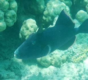 Blaustreifendrücker