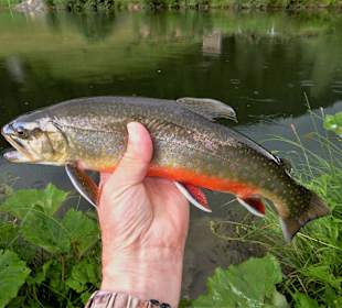 Wandern Donnersbachwald