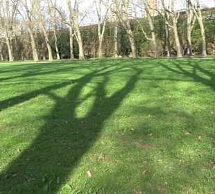 Historische Platanenallee im Unteren Schloßgarten