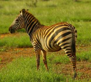 Zebra