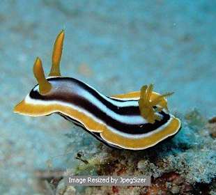 Nudibranch
