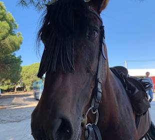 Reitstall Finca el Anfora Conil