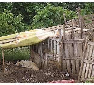 Hundehütte in Sirince