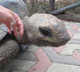 Die Schildkröten auf Prison Island