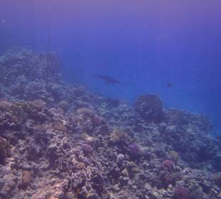 Rochen beim Schnorcheln mit Thomas