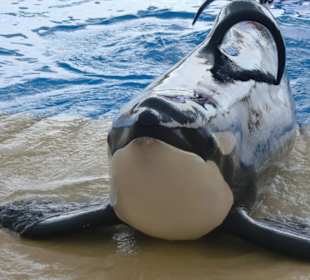 Bin ich nicht schick?