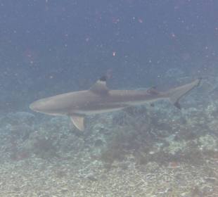 Schnorcheln Raja Ampat