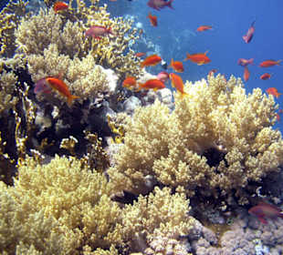 Nurkowanie w Sharm el Sheikh - podwodne życie