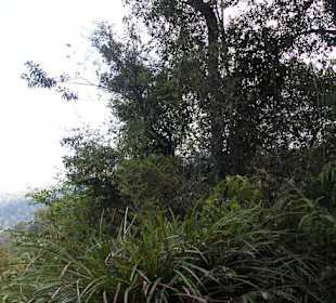 Dżungla w parku Taman Negara