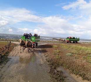 Auf dem Weg zur Warft