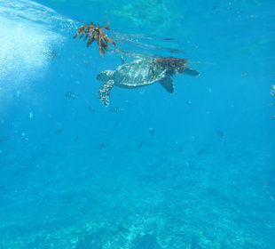 Schnorchelausflug mit  Lone Wolf Charter