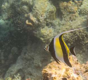 Halfterfisch