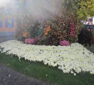 Chrysanthema Lahr