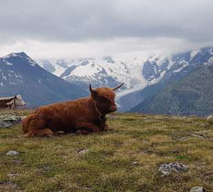 Wandern in Pontresina - Paradis