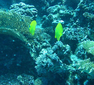 Ibero Lamaya Hausriff